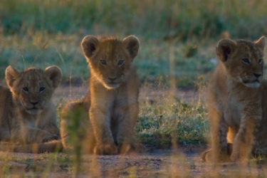 Baby lions in safari, savannha, ASAPtickets support Paolo D’Odorico’s Environmental Research in Africa - ASAPtickets travel blog