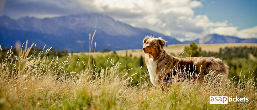 Dog outside in an open field - ASAPtickets Travel Guide | Pet Quarantine Australia