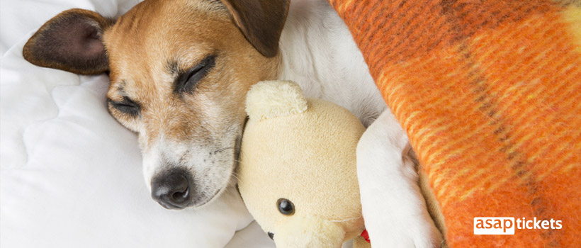 Sleeping dog with a toy - ASAPtickets Travel Guide | Pet Quarantine Australia