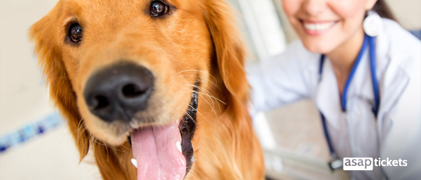 Dog, golden retriever at the vet - ASAPtickets Travel Guide | Pet Quarantine Australia