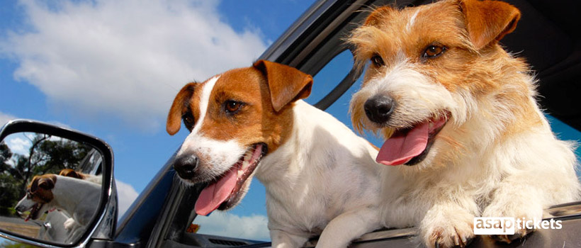 Two dogs, Jack Russell Terriers in a car - ASAPtickets Travel Guide | Pet Quarantine Australia