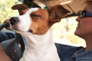 Flying with pets on an airplane - ASAP Tickets | Travel Guide