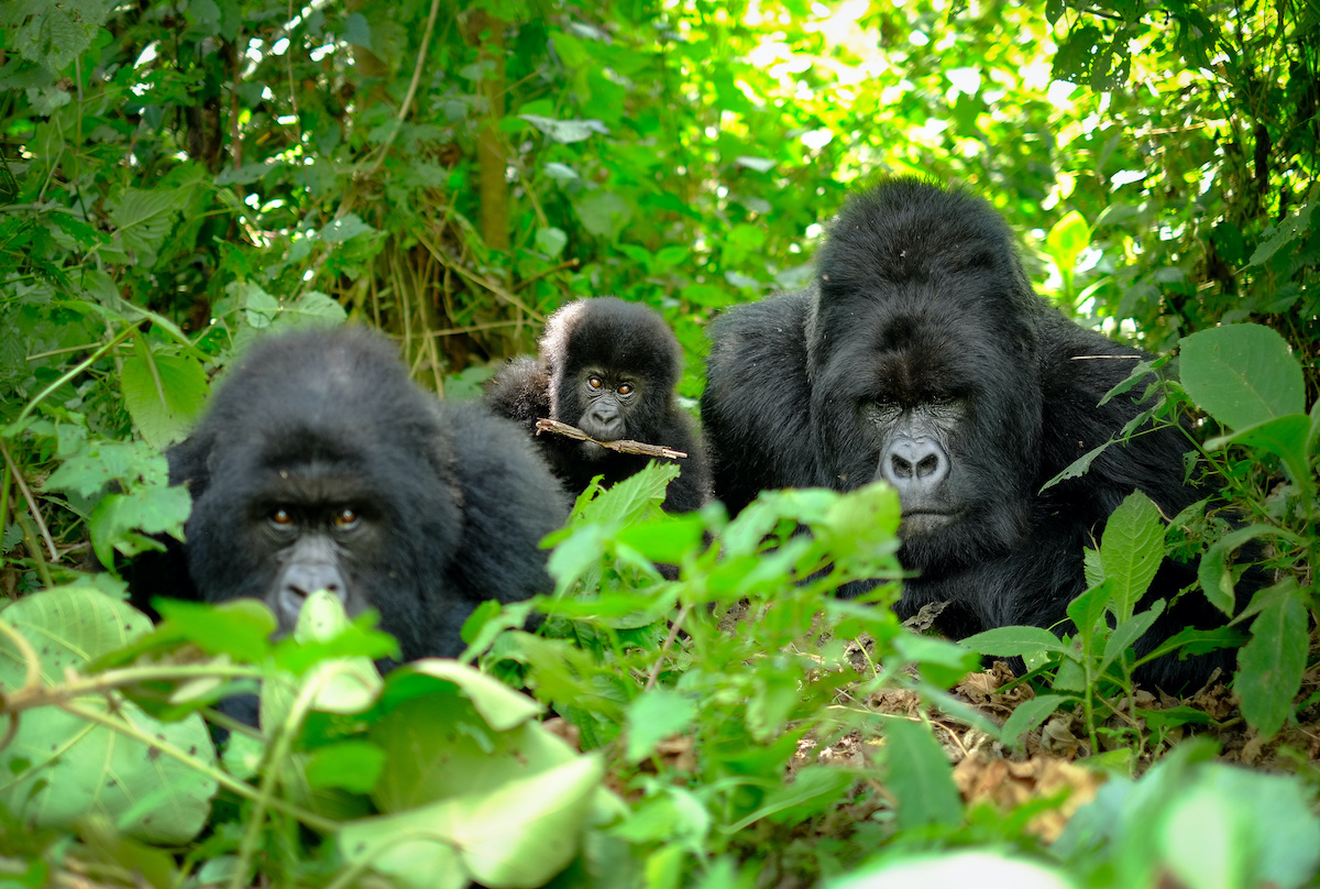 Trip to Rwanda, Rwanda wildlife, Visit Rwanda