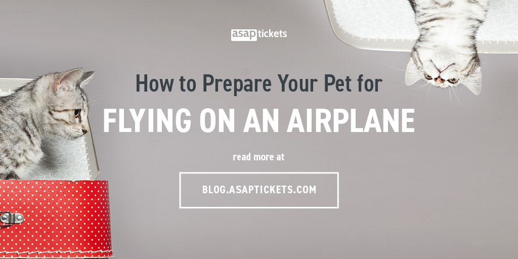 How To Prepare Your Pet For Flying On An Airplane 