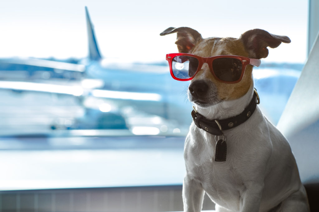 Traveling with pets - ASAP Tickets Blog