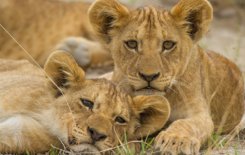 Baby lions in safari, savannha, ASAPtickets support Paolo D’Odorico’s Environmental Research in Africa - ASAPtickets travel blog