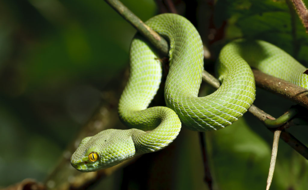 Green Tree Snake - Travel to Madagascar