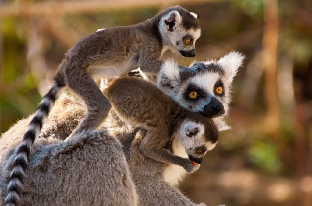 Lemurs are sacred animals in Madagascar - Travel to Madagascar