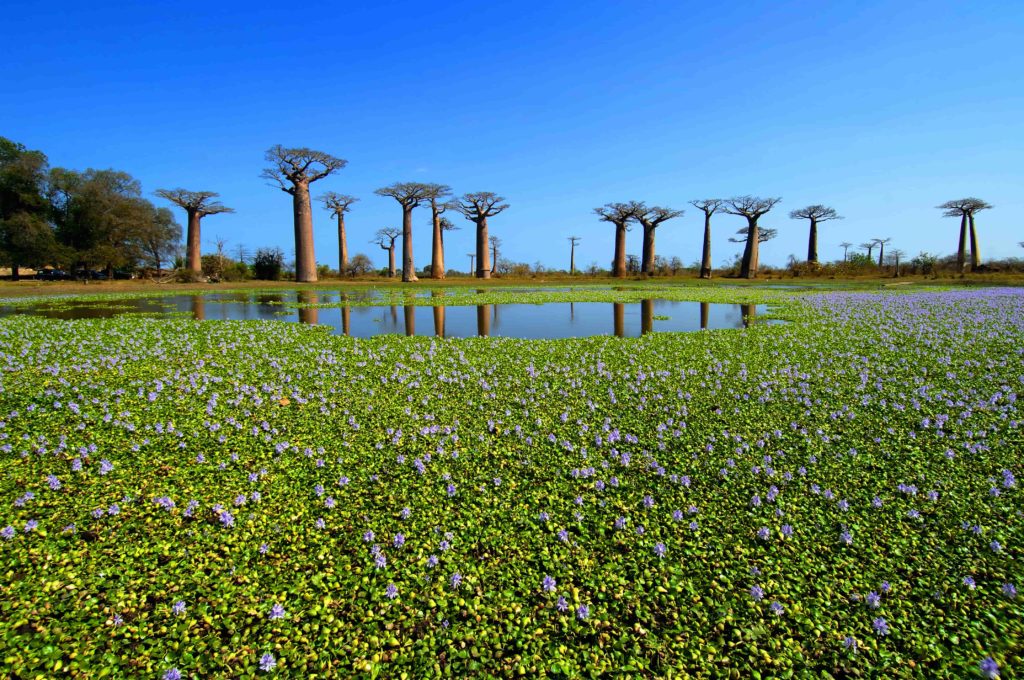 Madagascar Swamp - Travel to Madagascar