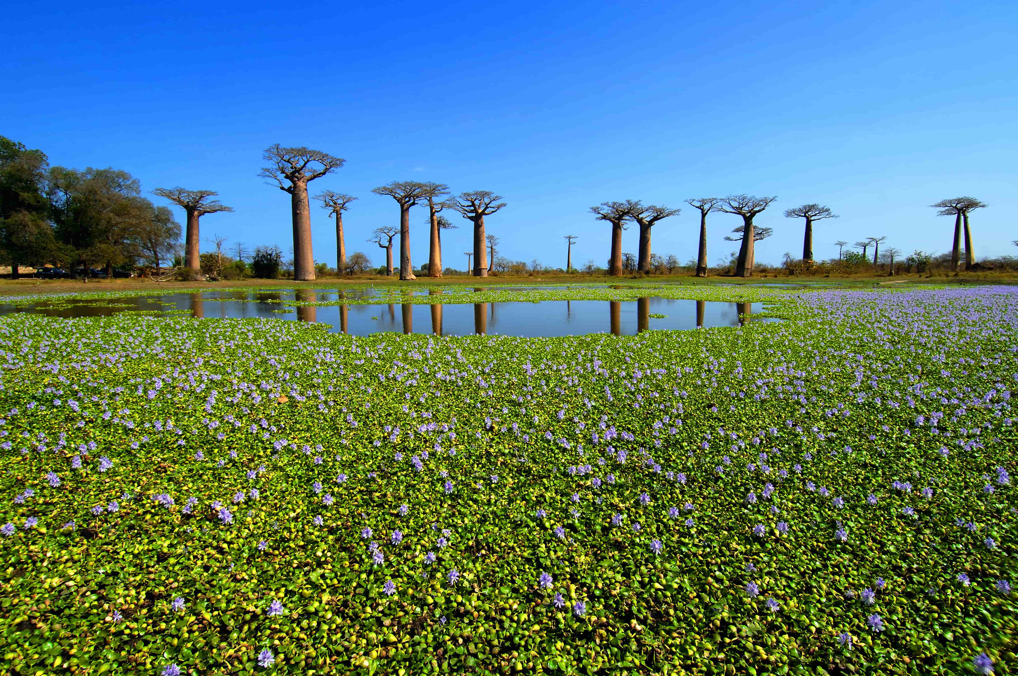 10 Facts Why You Should Travel to Madagascar ASAP Tickets