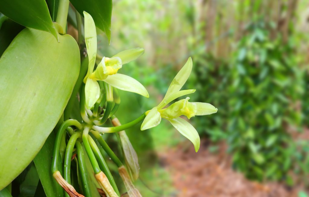 Madagascar is the world’s primary producer of vanilla - Travel to Madagascar