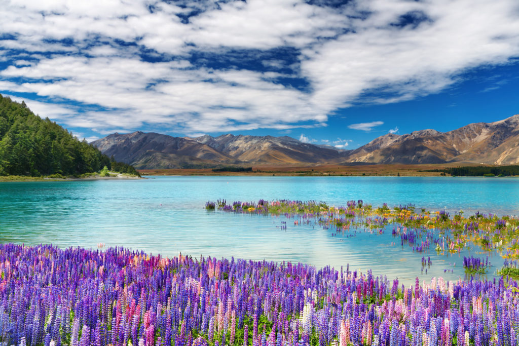 New Zealand Lake, Mountains and Flowers - Journeys of a Lifetime