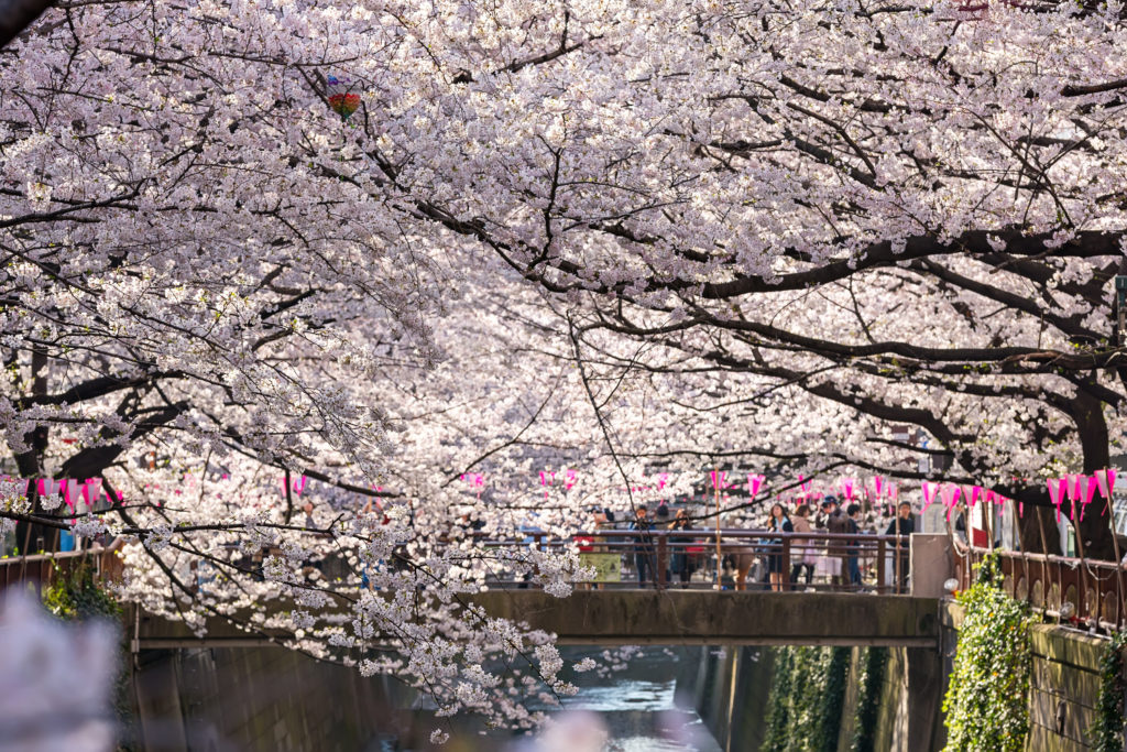 Cherry Blossoms, Sakura, Japan - Journeys of a Lifetime