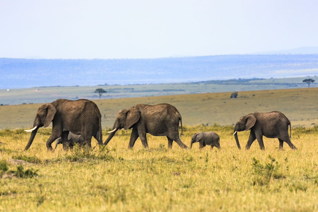 Elephants Savannah Safari Africa - Journeys of a Lifetime