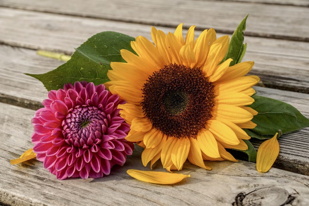 Thanksgiving decorations; sunflowers; Thanksgiving 2020