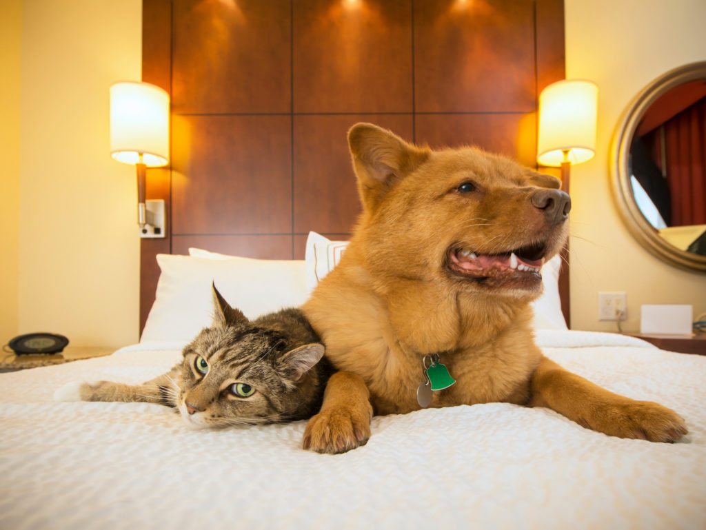 Pet-friendly hotel bookings with ASAP Tickets