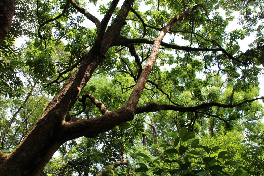 Singapore's Kent Ridge Park