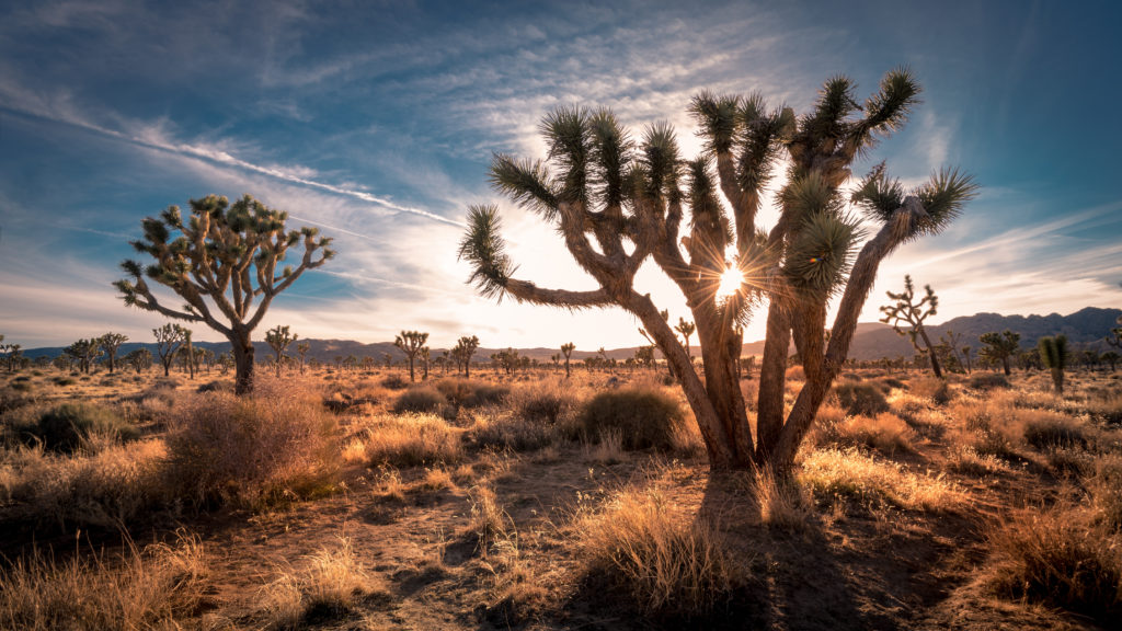 Joshua Tree National Park