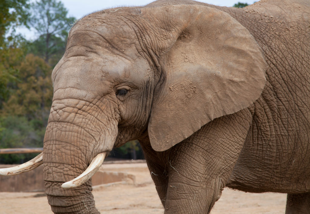 African elephants can be spotted at the Yankari Game Reserve.