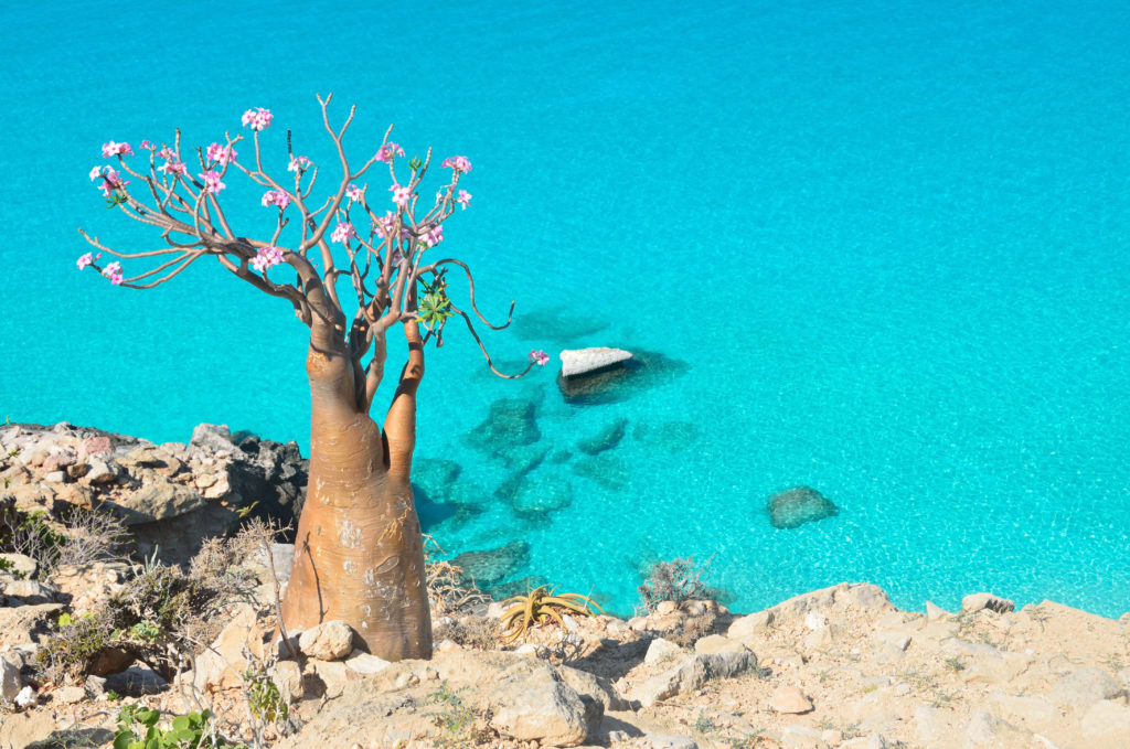 One of our favourite unusual places to visit in the world is Socotra Island in Yemen