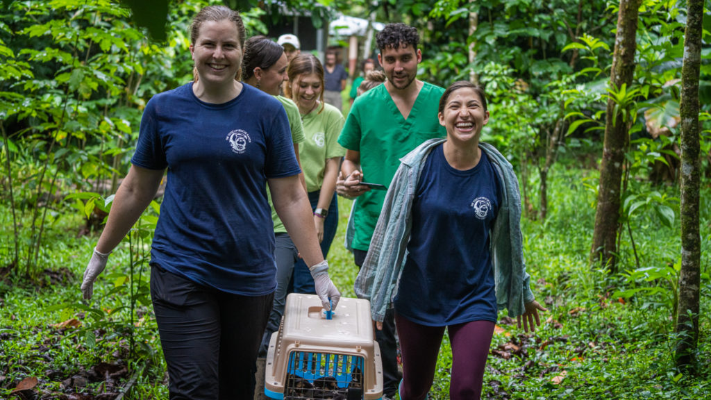 The Toucan Rescue Ranch is a great voluntourism organisation working with wildlife in Costa Rica