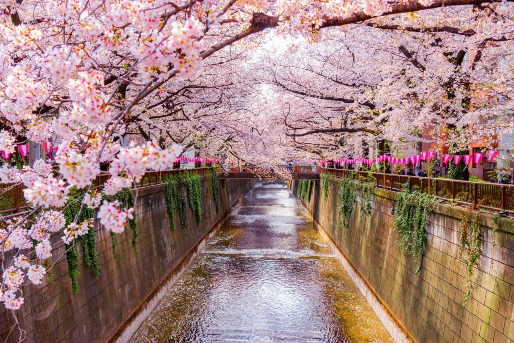 In March and April, you have the chance to see blooming sakura in Nakameguro