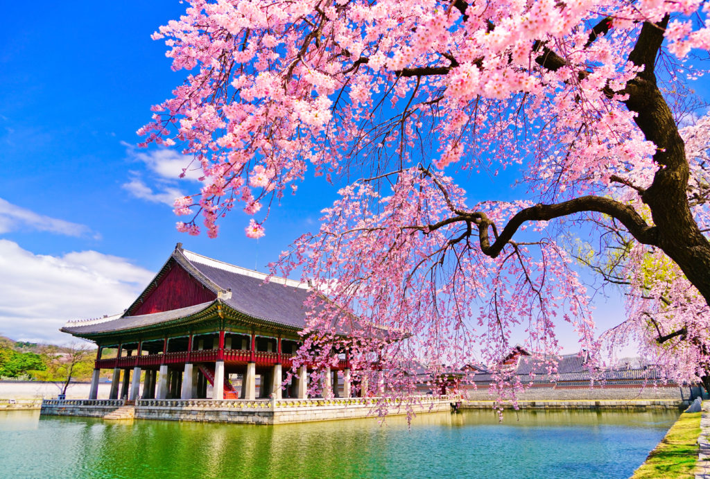 Seoul is another great destination to see cherry blossoms